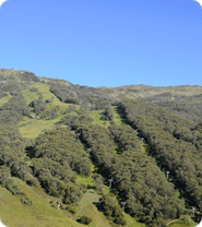 Thredbo In Summer